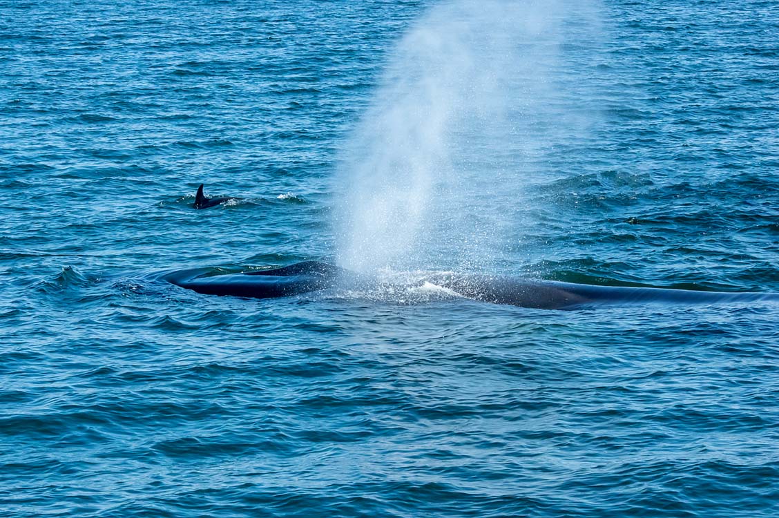 ocean life Photos