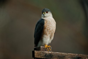 Hawk Hawk