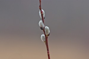 pussywillows pussywillows