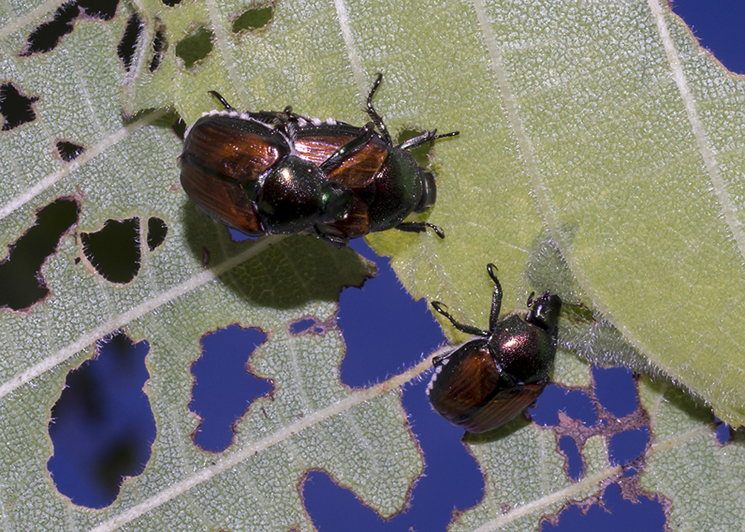 Beetles Of New England